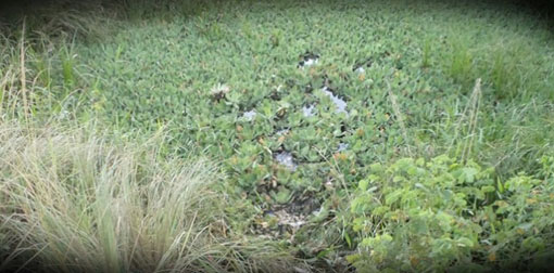 Lagoa onde o corpo foi encontrado - Foto: A Voz da Vitória