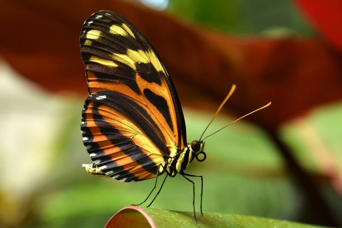 borboleta monarca