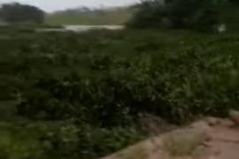 Vídeo - Ponte da Usina Mussurepe levada pela enxurrada